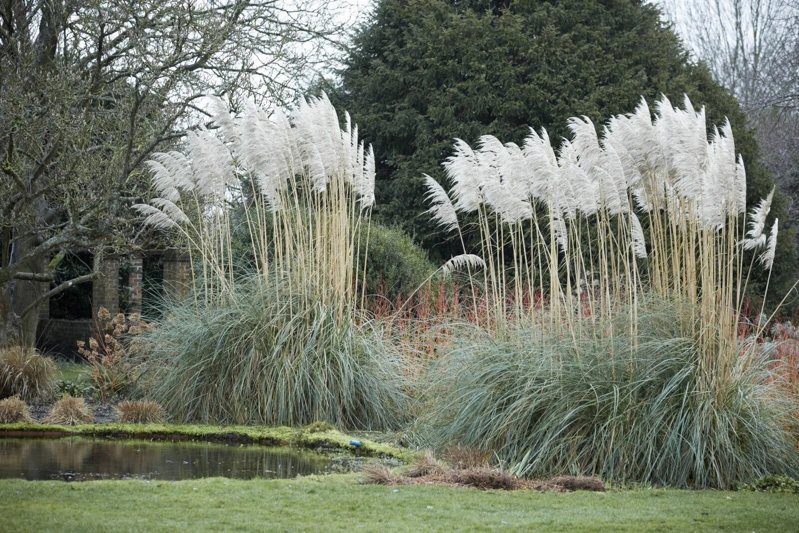 Pin on Jardines/patio/ideas Cortaderia selloana, Grasses garden, Pampas grass la