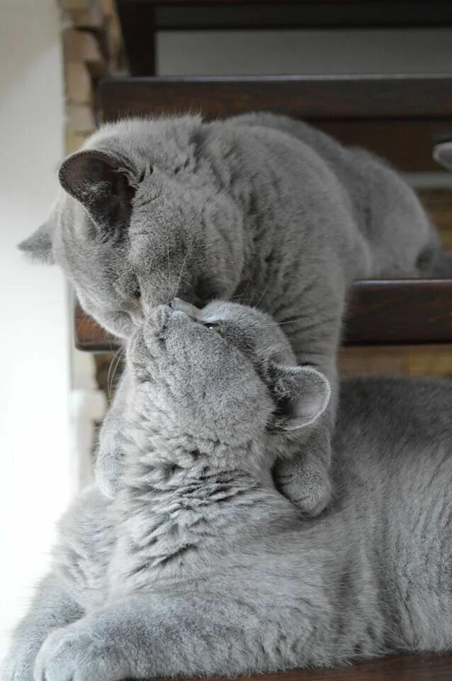 Добрый британский кот. Британская короткошёрстная кошка. котики обнимаются. британский кот серый. кошки любовь.