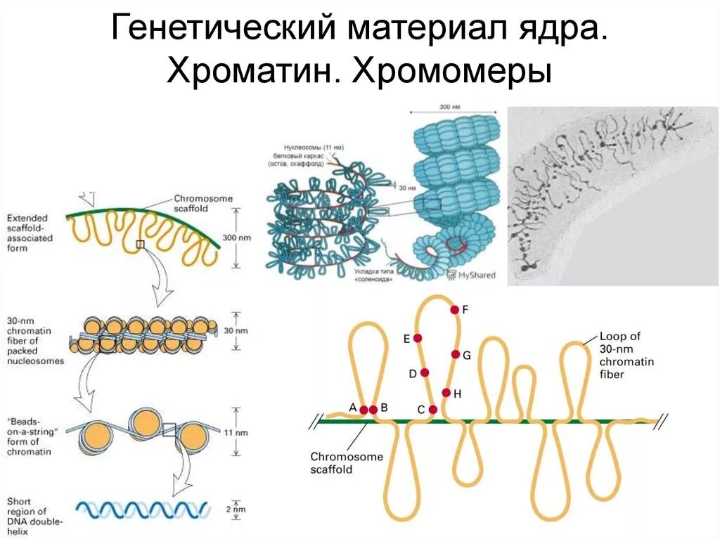 Хромонема и ХРОМОМЕРА. Уровни организации хроматина. Уровни структурной организации хроматина. Схема компактизации наследственного материала клетки