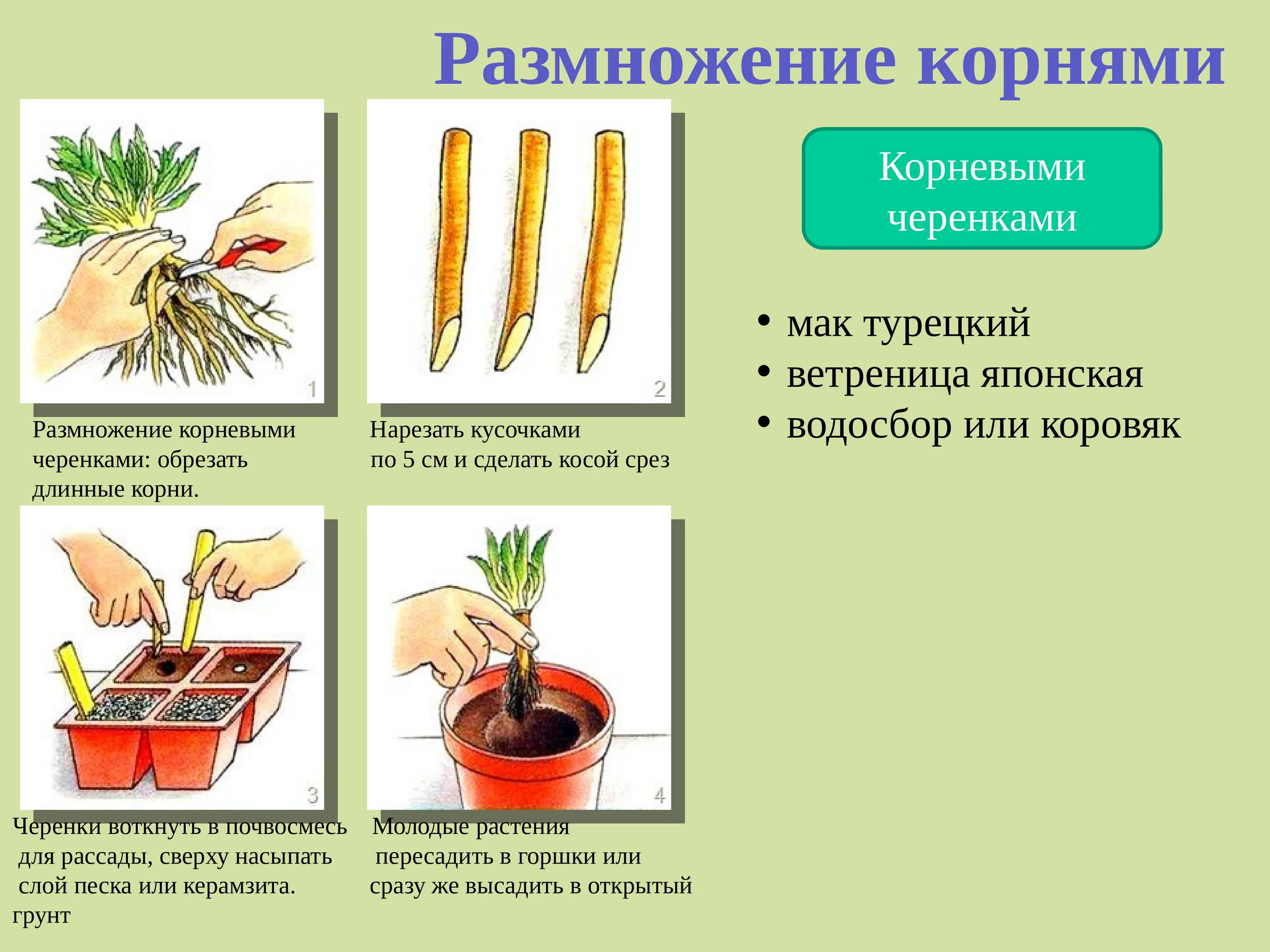 Вегетативное размножение растений черенкование. Вегетативное размножение корневыми черенками. Стеблевой черенок вегетативное размножение. Способ вегетативного размножения растений корневищами. Вегетативное размножение встречается