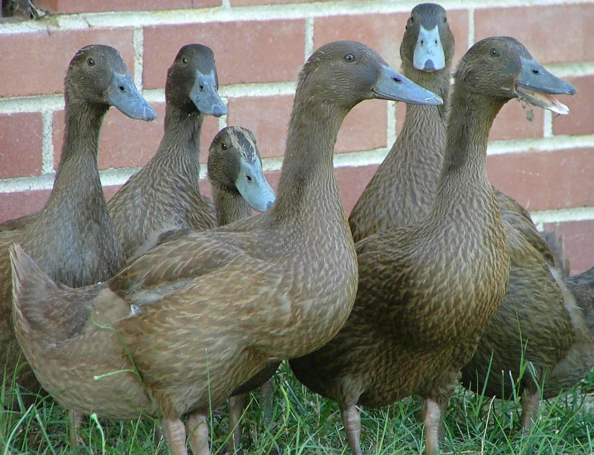 Duck source. Хаки-Кемпбелл порода. Хаки-Кемпбелл порода уток. Хаки-Кемпбелл порода уток утята. Утка породы хаки Кэмпбелл.