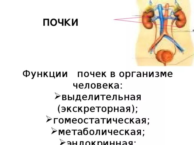 Каковы функции почек. Функции почек в организме человека. Почки их функция в организме человека. Выделительная функция почек. Почки в организме человека выполняют функции:.