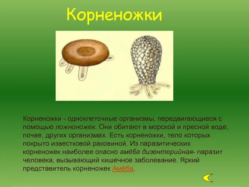 Передвигается при помощи ложноножек ответ
