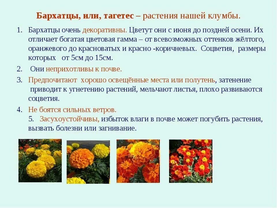 Разрастается или разростается