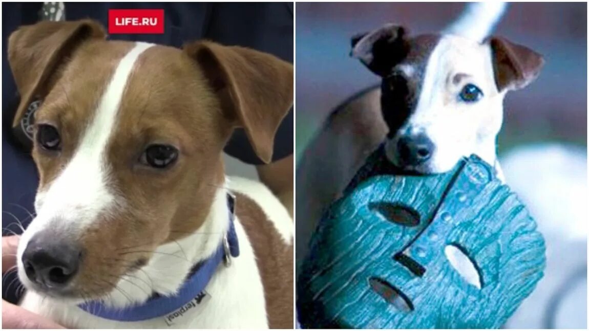 Майло Джек Рассел. Джек-Рассел-терьер Майло маска