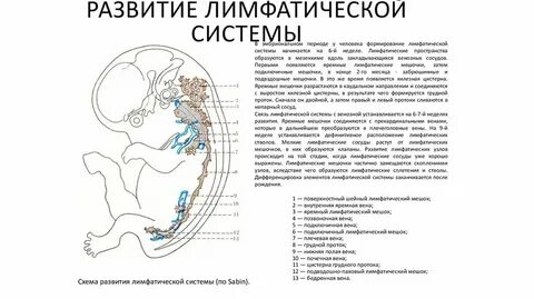 Y system