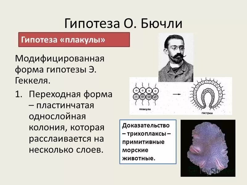 гипотеза гастреи геккеля. мечников многоклеточные. гипотеза фагоцителлы мечникова. гипотеза фагоцителлы мечникова. мечников вклад в биологию.