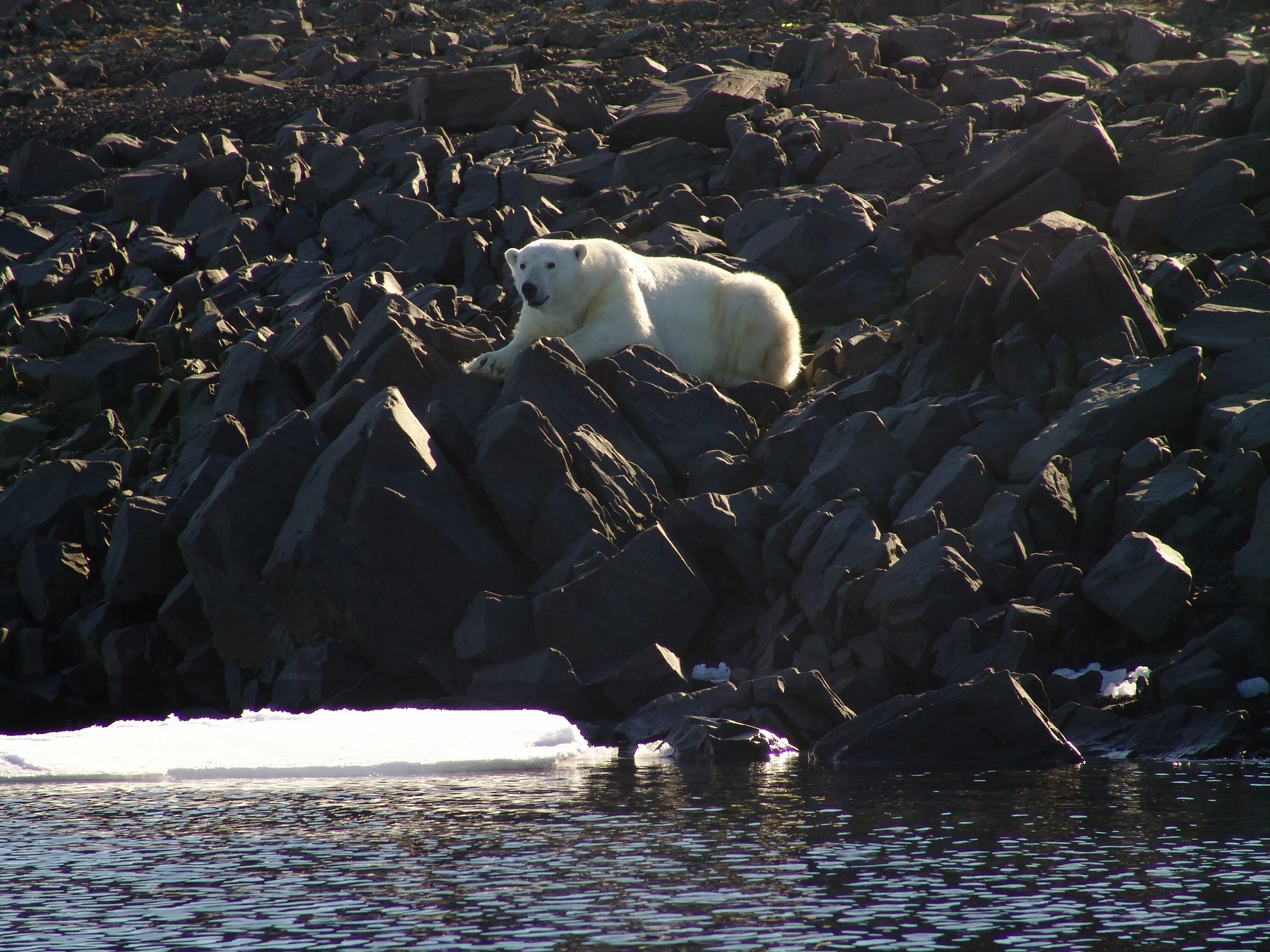 Северный полюс северный ледовитый океан. Нарвал северного ледовитого океана. Жители побережья северного ледовитого океана. Жители побережья северного ледовитого океана. Моржи, тюлени, нерпы арктика.