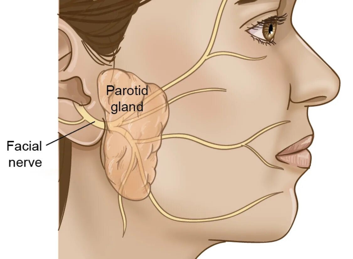 Околоушная железа анатомия. Лицевой нерв. Лицевой нерв околоушная железа. Нервы околоушной железы