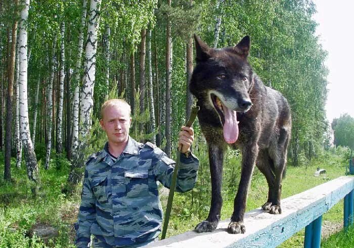 Волкособ питомник. Порода волкособ. волкособ с овчаркой. пермский волкособ. американский волкособ.
