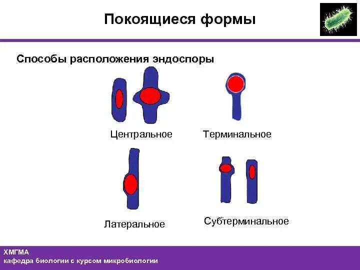 Расположение спор у бактерий. Расположение эндоспор у бактерий. Терминальное расположение спор у бактерий. Форма и расположение спор у бактерий. Форма спор бактерий