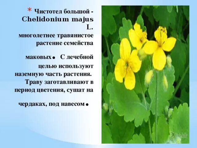 Чистотел большой Chelidonium majus. Chelidonium. Хелидониум (чистотел).. 43. Чистотел большой (Chelidonium majus. Чистотел доклад. Чистотел благовещенск