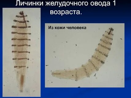 Личинка первого возраста
