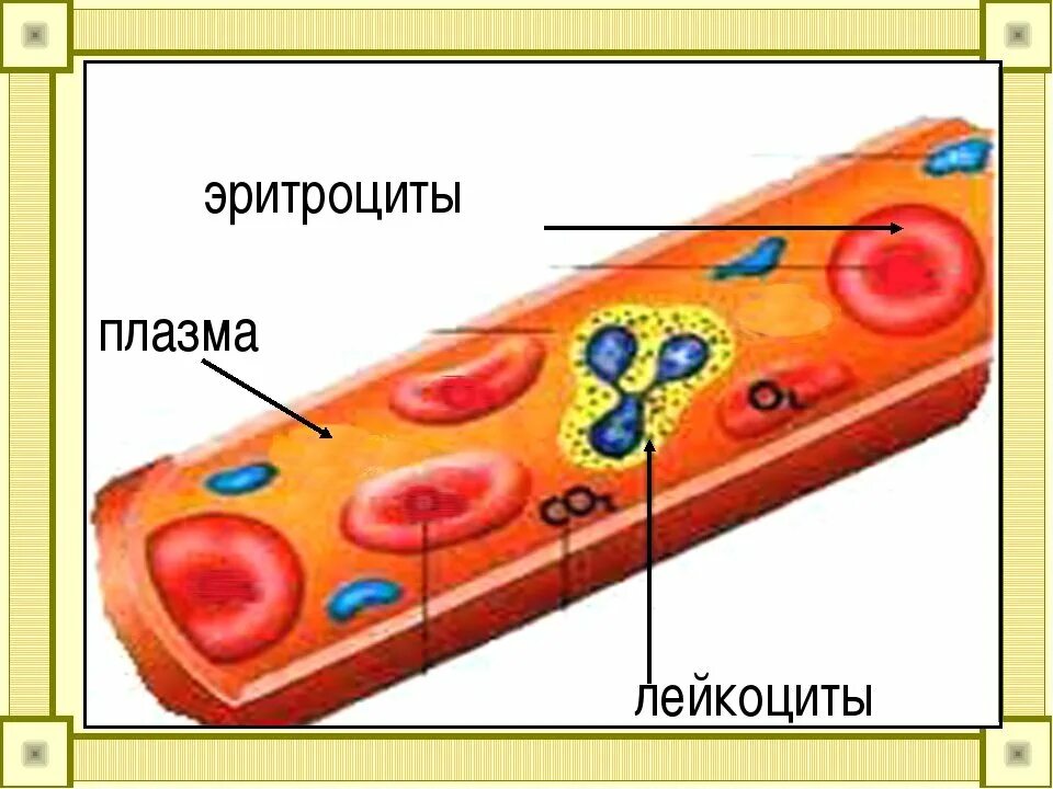 Кровь строение рисунок. Эритроциты и лейкоциты. Плазма и эритроциты.