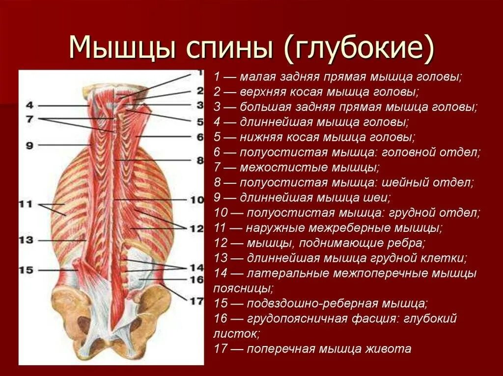 Глубокие спинные. Мышцы спины глубокий слой анатомия. Поверхностный слой глубоких мышц спины. Мышцы спины 2 слой анатомия человека. Глубокие мышцы поясницы анатомия.