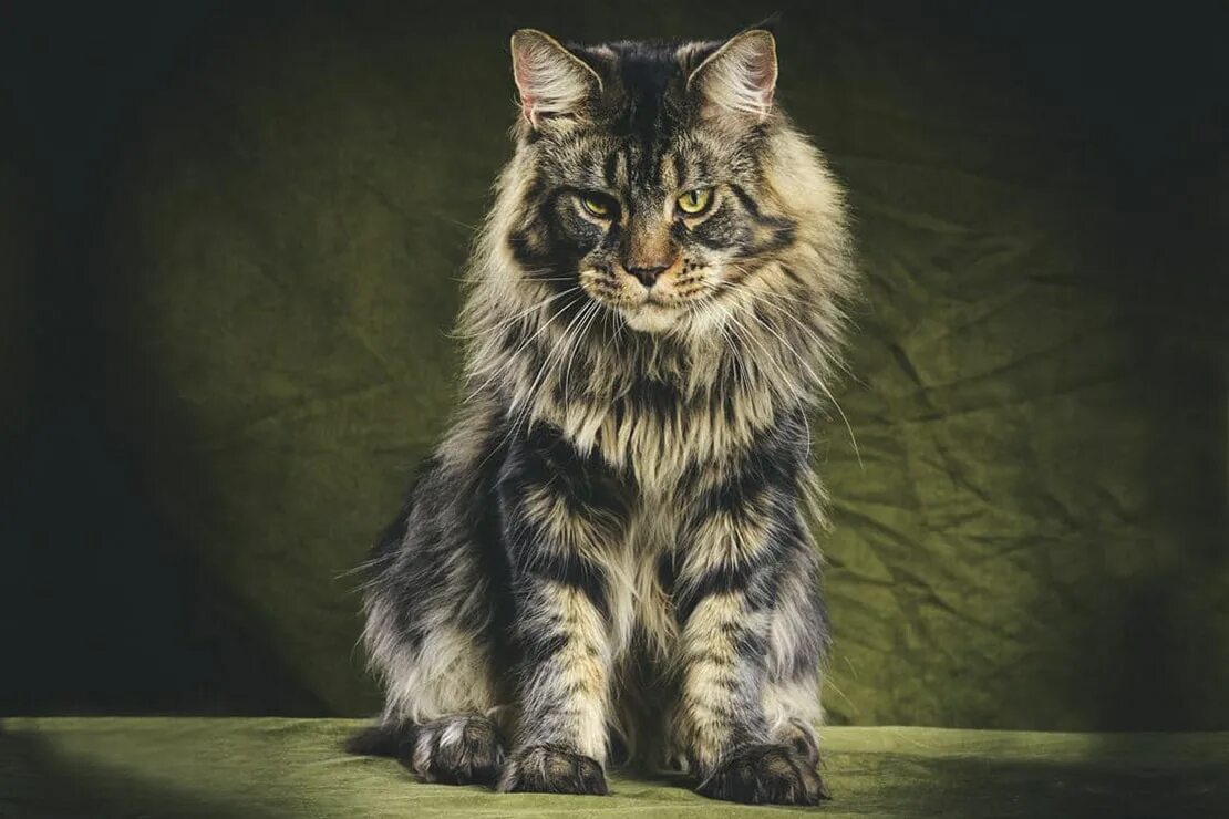 Мейн-кун. Кот мейн кун. Длинношерстный мейн кун. Кот мейн кун видео. Котенок мейн куна короткошерстная.