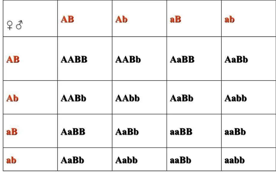 AABB AABB. AABB AABB скрещивание генотип. AABB Х AABB. AABB X AABB скрещивание.