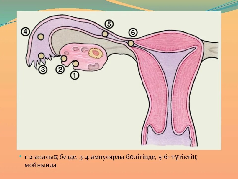 Кровянистая овуляция почему. Овуляция. Яйцеклетка в маточной трубе.