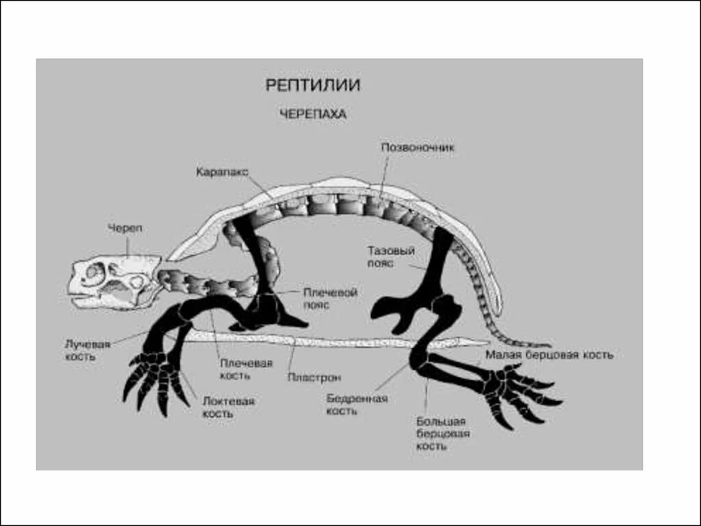 Отделы позвоночника у рептилий. Строение скелета красноухой черепахи. Внешнее строение пресмыкающихся черепахи. Внутреннее строение сухопутной черепахи. Отряд черепахи строение конечностей.