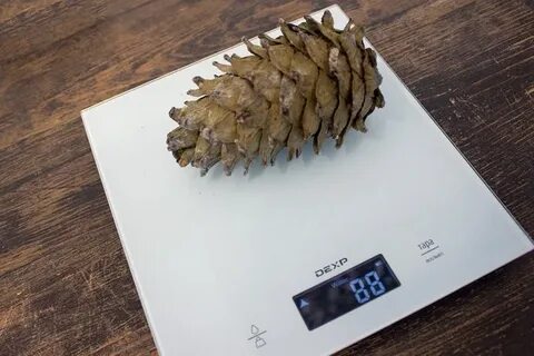 Дальневосточная шишка