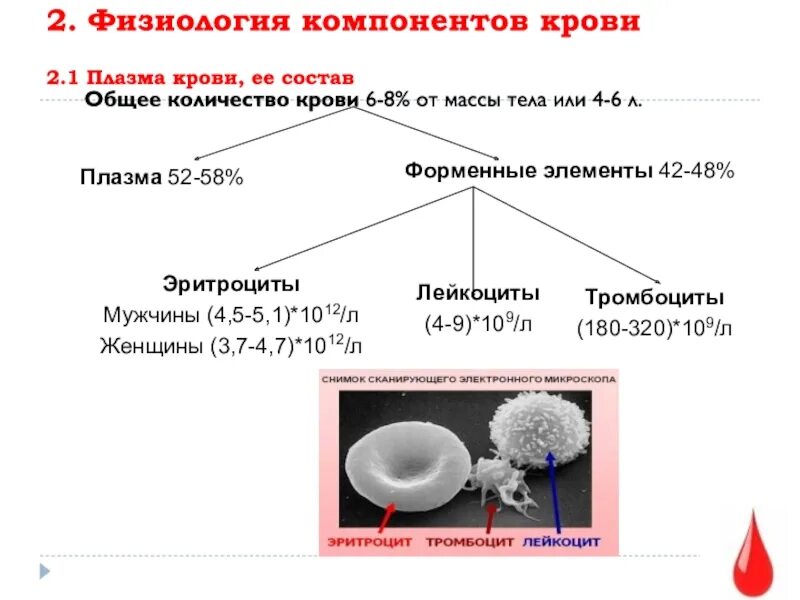 В состав эритроцита входят. В состав эритроцита входят