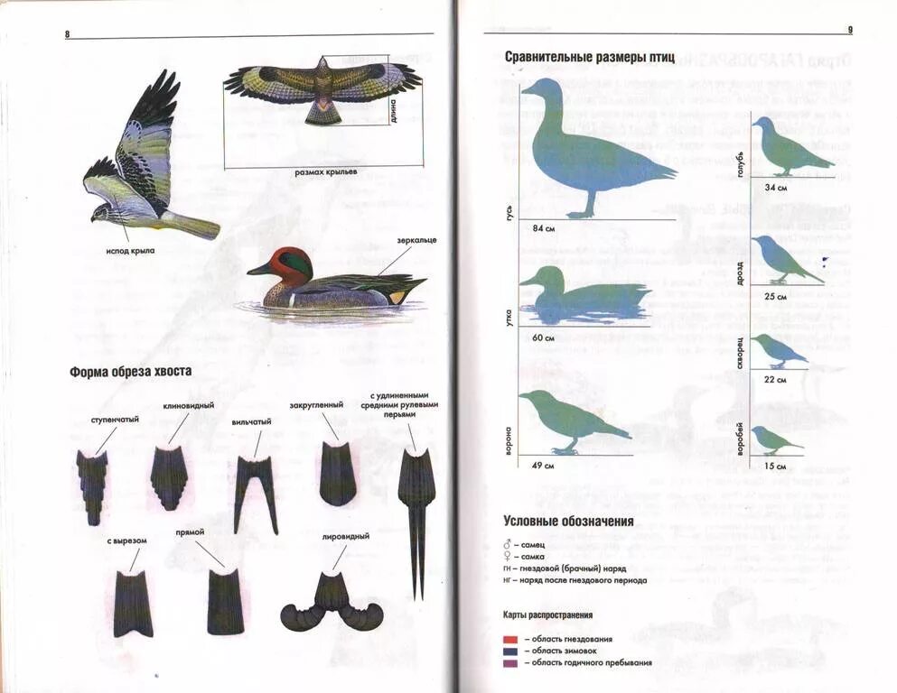 Текст сравнение птиц размер и цвет. Определитель птиц. Сравнительные Размеры птиц. Размеры птиц. Определитель силуэтов птиц.