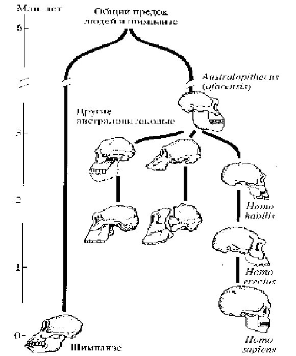 Схема развития человека. Общая схема эволюции человека. Этапы эволюции человека схема. Эволюци ячеловеак схема.