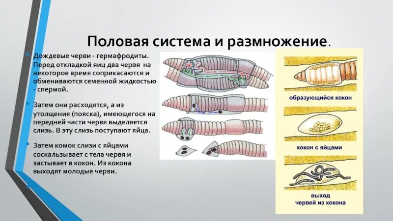 Червь геншин. Половая система дождевого червя. Половая система дождевого червя схема. Кольчатые черви Малощетинковые половая система. Половая система кольчатых червей.