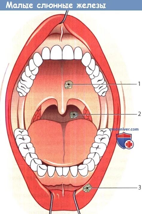 Канал слюна. Небные малые слюнные железы.