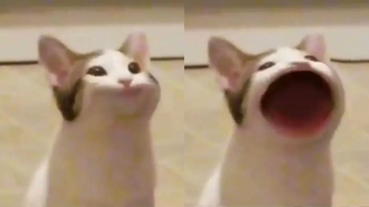 ASMR Pop Cat 10 minutes meme - YouTube