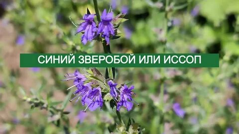 Пряная травка синий зверобой 5 букв