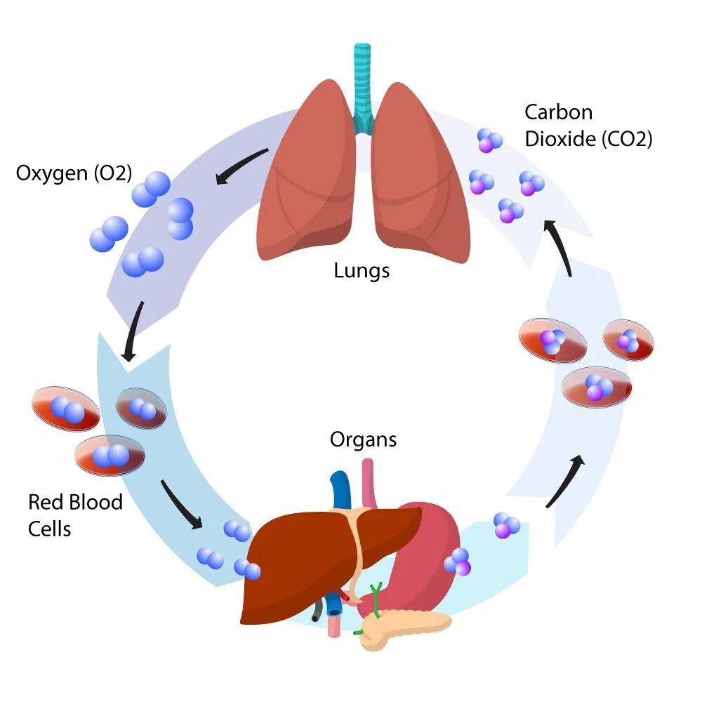Use carbon dioxide. Co2 Oxygen. Oxygen Carbon dioxide. Carbon dioxide с со стволовыми клетками. Carbon dioxide in the body.