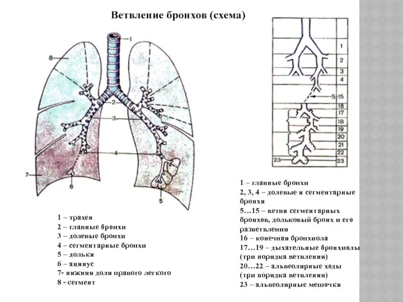 Хвостовой отдел легких