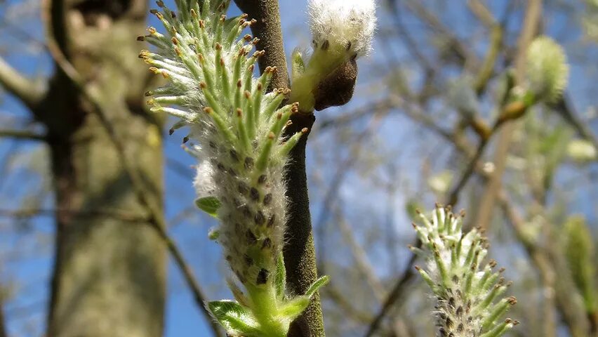 Бредина 6 букв. Ива бредина (Salix caprea). Ива Козья Salix caprea. Ива Козья бредина. Ива Козья (Ракита).