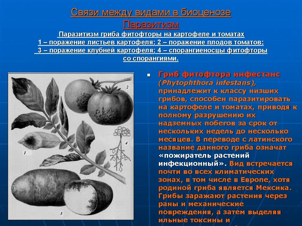 Паразитические грибы фитофтора. Фитофтора биотические взаимоотношения. Паразитизм фитофтора и картофель. Фитофтора одноклеточный гриб. Какие отношения складываются между картофелем и мокрицей