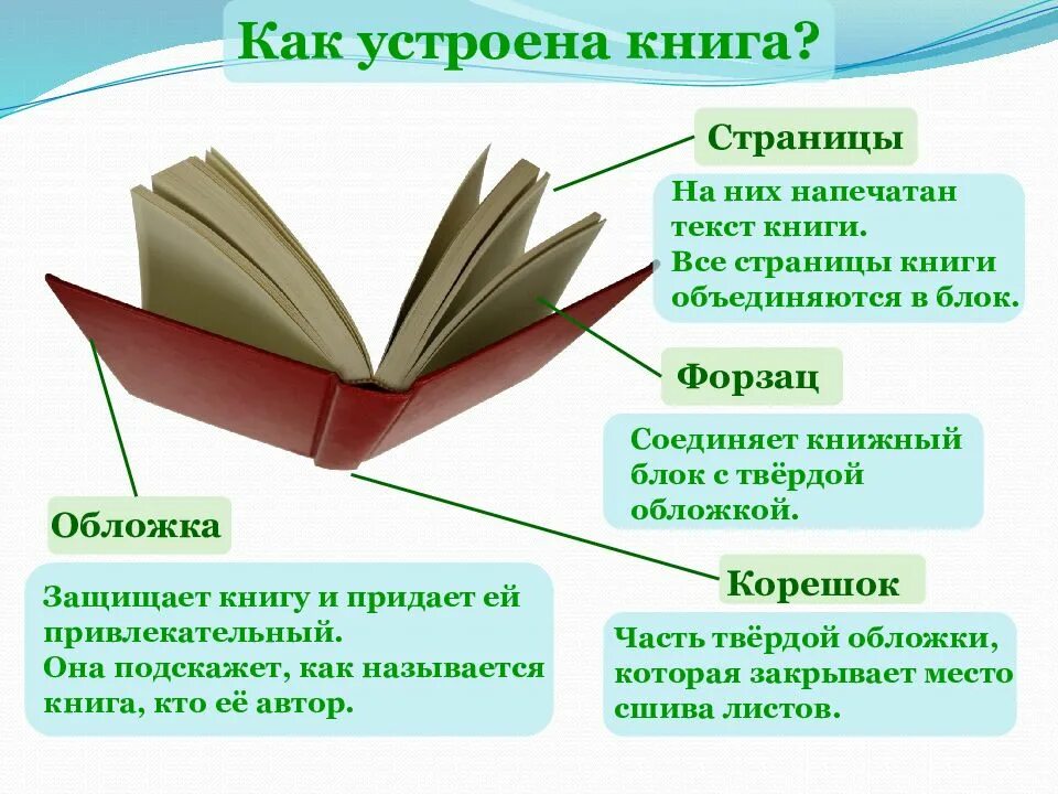 Какую книгу называют книга книг. Как устроена книга. Лечим книги в библиотеке. Как называются страницы книги. Части книги как называются.