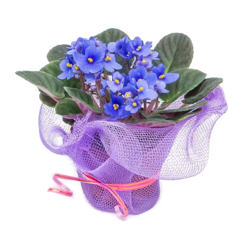 Подарить фиалку. Фиалка подарок. Фиалка подарок. Подарить фиалку. Фиалки в корзине.