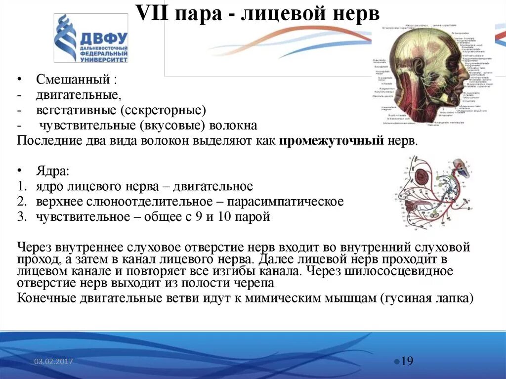 Черепные нервы симптомы. Лицевой нерв 7 пара ЧМН. 7 Пара черепных нервов ядра. 7 Пара ЧМН ядра. 7 Пара черепно-мозговых нервов функции.