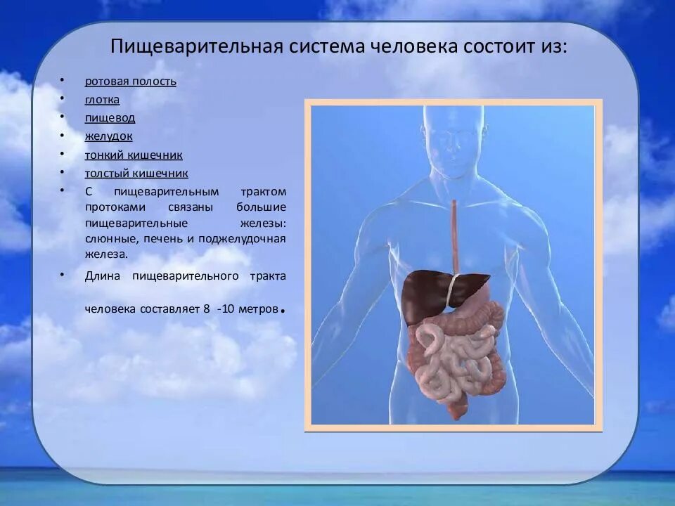 Система пищеварительных органов состоит из. Пищеварительная система человека. Пищеварительная система человека состоит. Система пищеварения состоит из. Пищеварительная система состоит из органов.