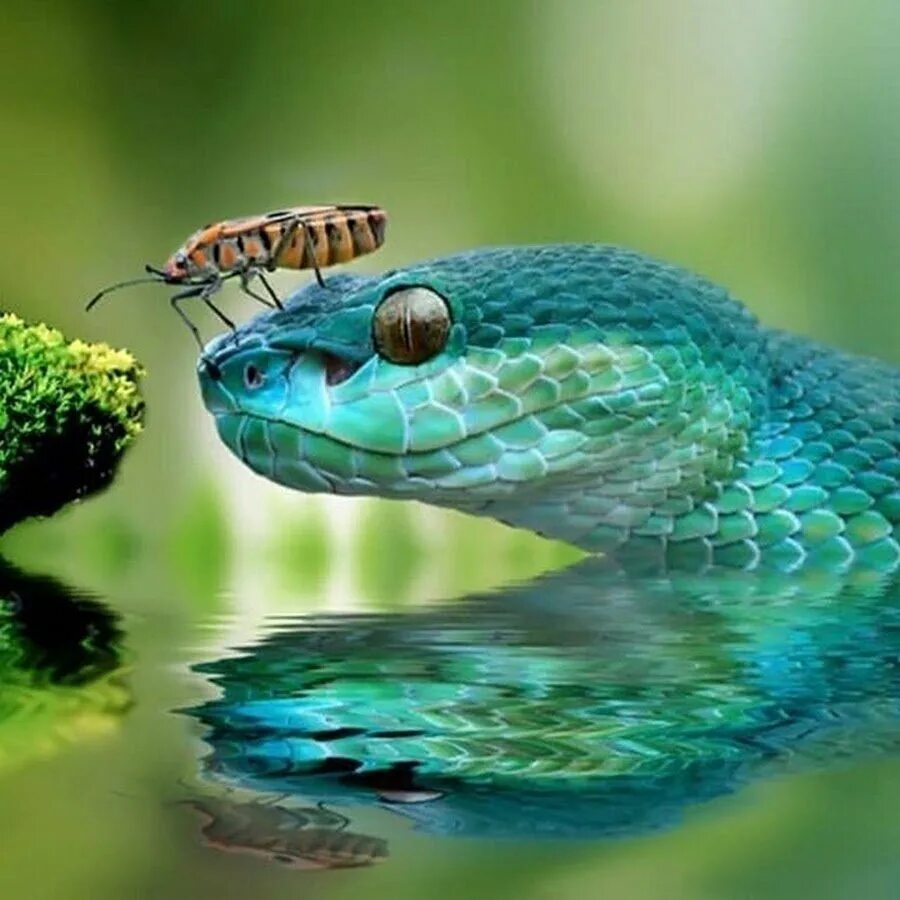 Водяная змейка. Водяная змея. Плавающие змеи. Речные змеи. Змея плывет.