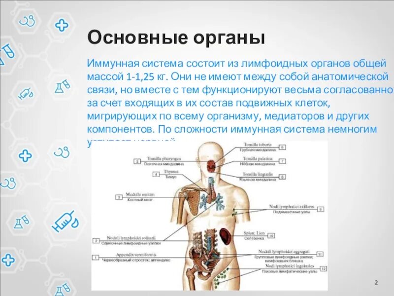 Иммунная система состоит из. Схема лимфоидной системы человека иммунология. Строению и функциям лимфоидных органов.. Лимфоидная ткань органов иммунной системы. Органы лимфоидной системы функции.