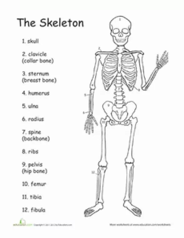 Скелет человека. Скелет чертеж. Скелет на английском. Скелет человека на английском.