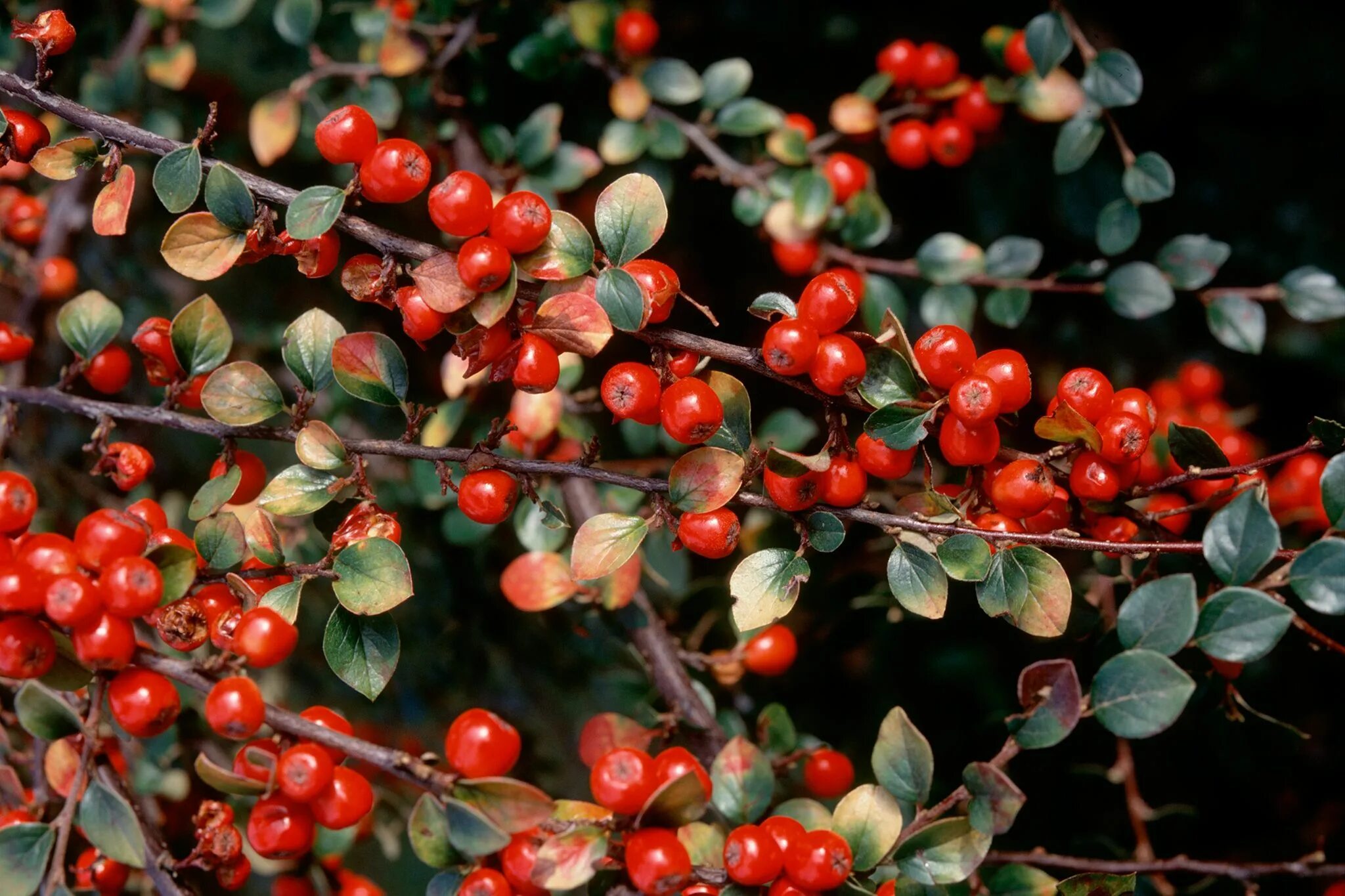 Кизильник съедобный. Кизильник (Cotoneaster). Кизильник киноварнокрасный. Кизильник Стокгольм. Кизильник Cotoneaster horizontalis.