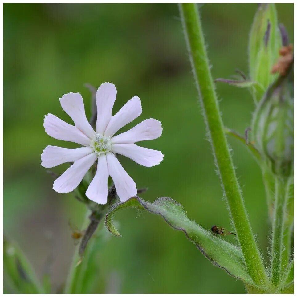 Дрема какая. Смолевка двудомная (дрема лесная). silene noctiflora. дрема двудомная белая. смолевка листья.