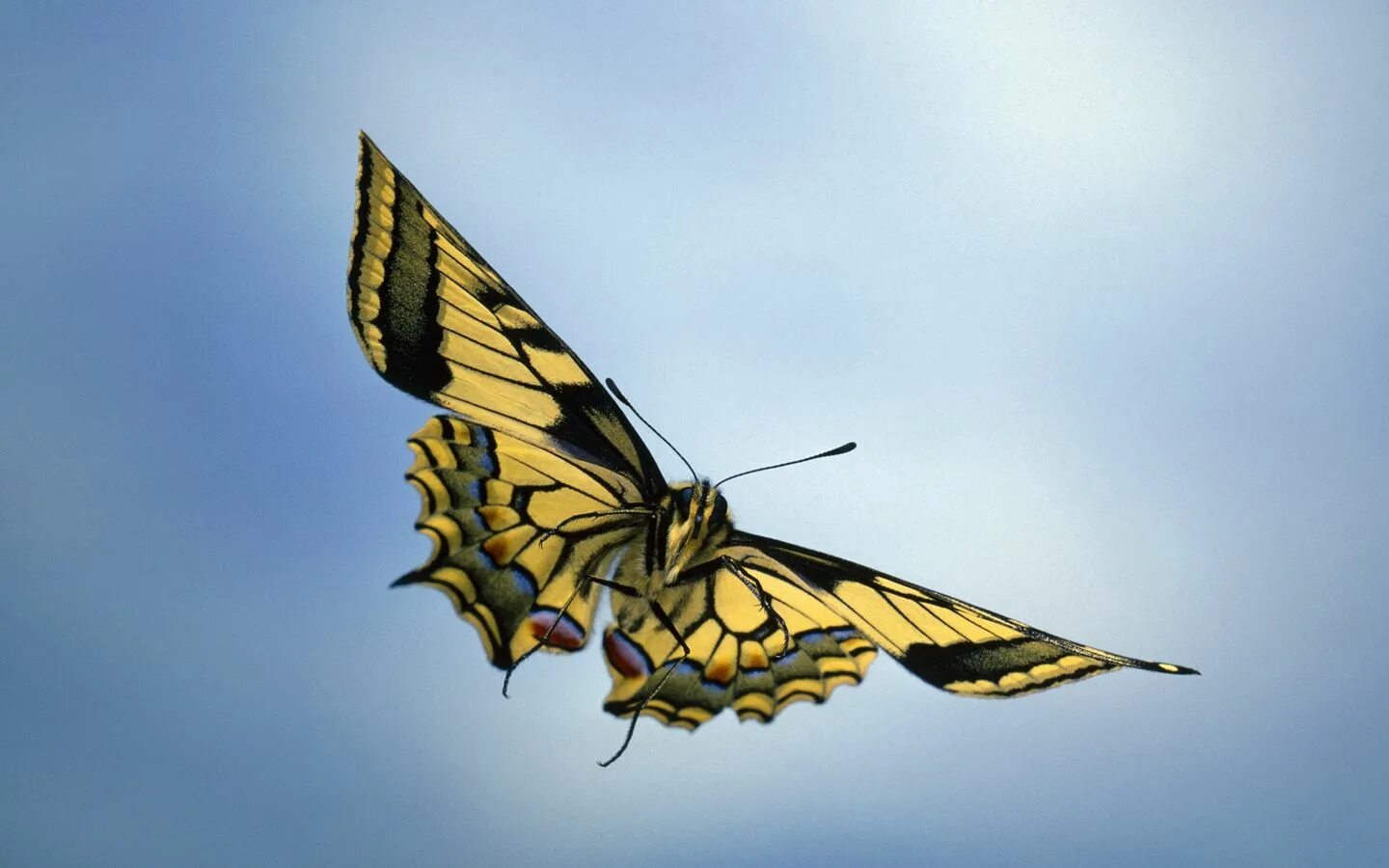 Взмах крыльев мотылька 2000. Махаон (бабочка). Желтая бабочка Махаон. Махаон бабочка Махаон. Тигровый Махаон бабочка.