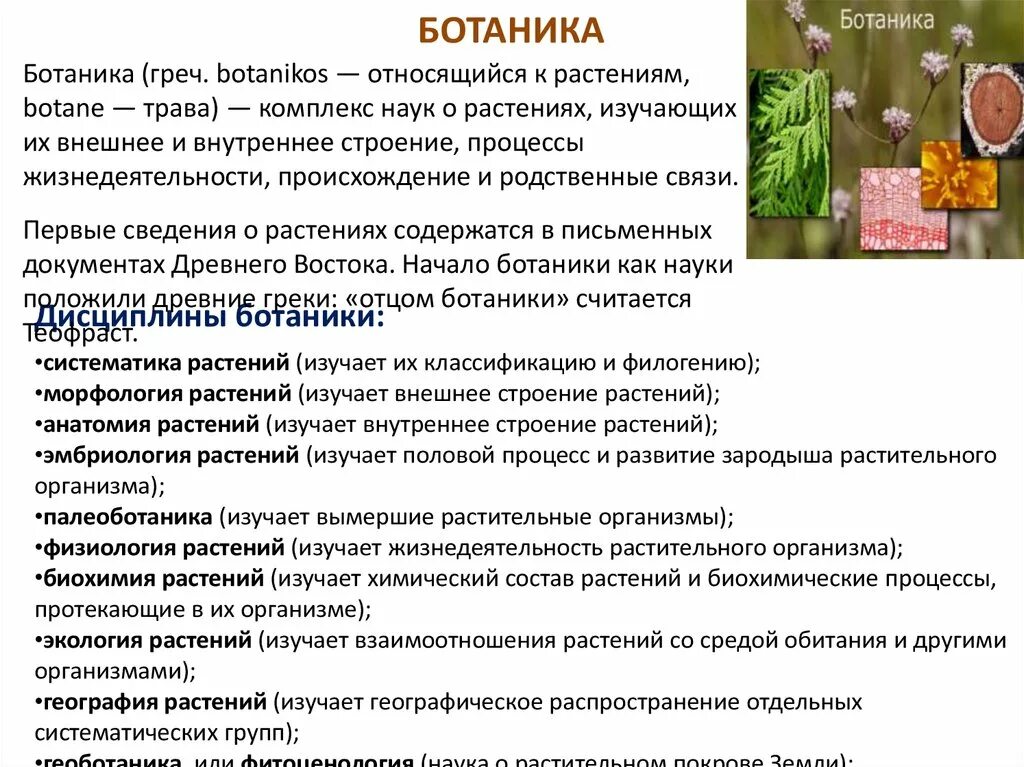 Какие бывают ботанические науки 6 класс. Какие растения изучает ботаника. Ботаника наука о растениях разделы ботаники. Разделы науки в ботанике. Раздел ботаники в биологии.