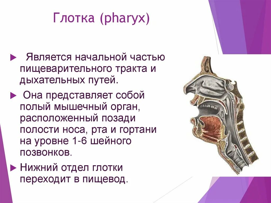 Пин на доске 1 Анатомия и физиология, Учащиеся медучилища, Преподавание биологии