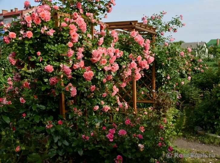 дрим уивер энциклопедия