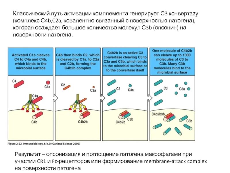 Комплекс комплемента. Система комплемента классический путь схема. Классический путь активации системы комплемента. 3 Пути активации системы комплемента. Схема активации системы комплемента в иммунологии.