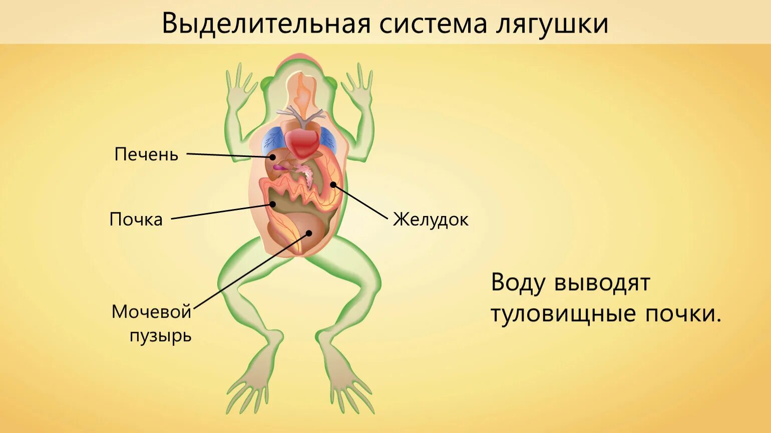 Мочеточник у земноводных. Строение выделительной системы лягушки. Выделительная система земноводных. Органы выделения система земноводных. Выделительная система лягушки 7 класс.